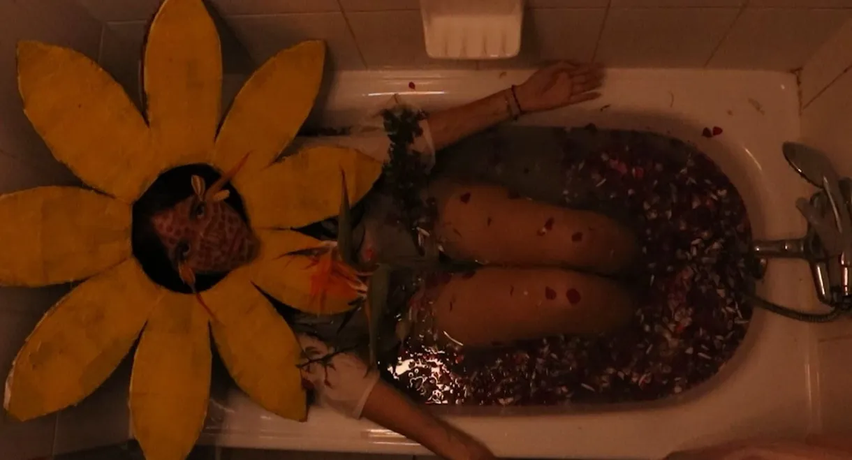 te de girasol