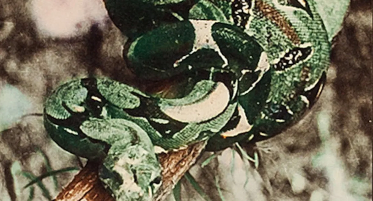 Attack of the Jungle Women