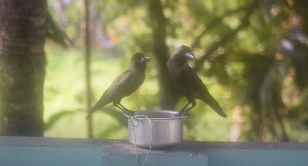 Aarodengilum Mindande