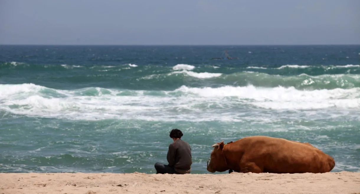 Rolling Home with a Bull