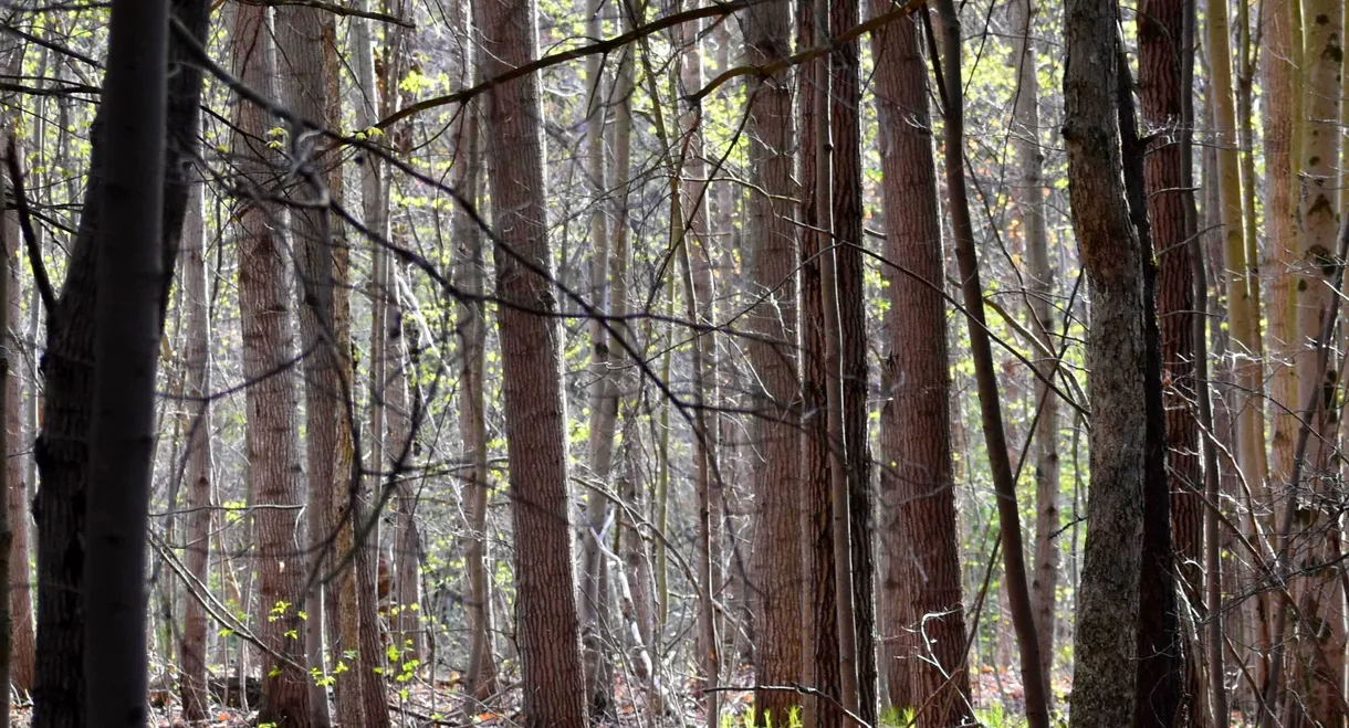 Oldmans Woods