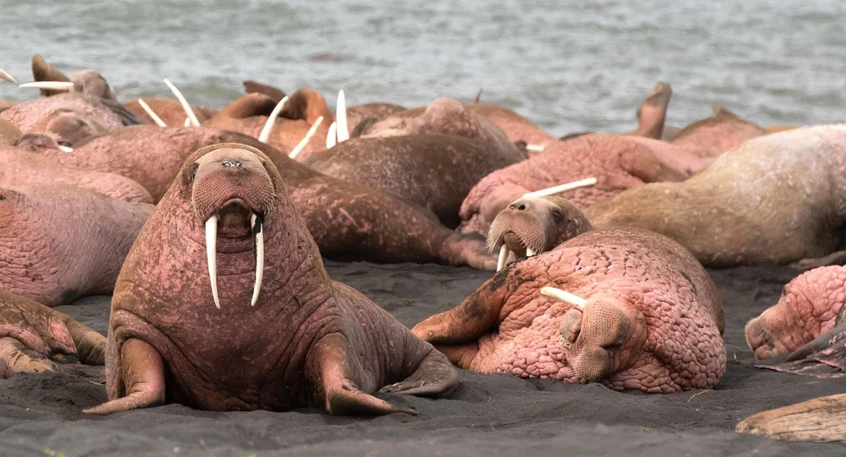 Walrus: Life on Thin Ice