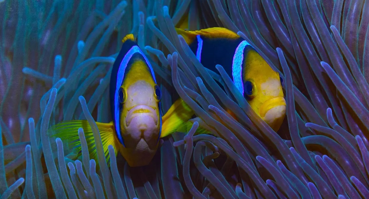 Protecting Paradise: The Story of Niue