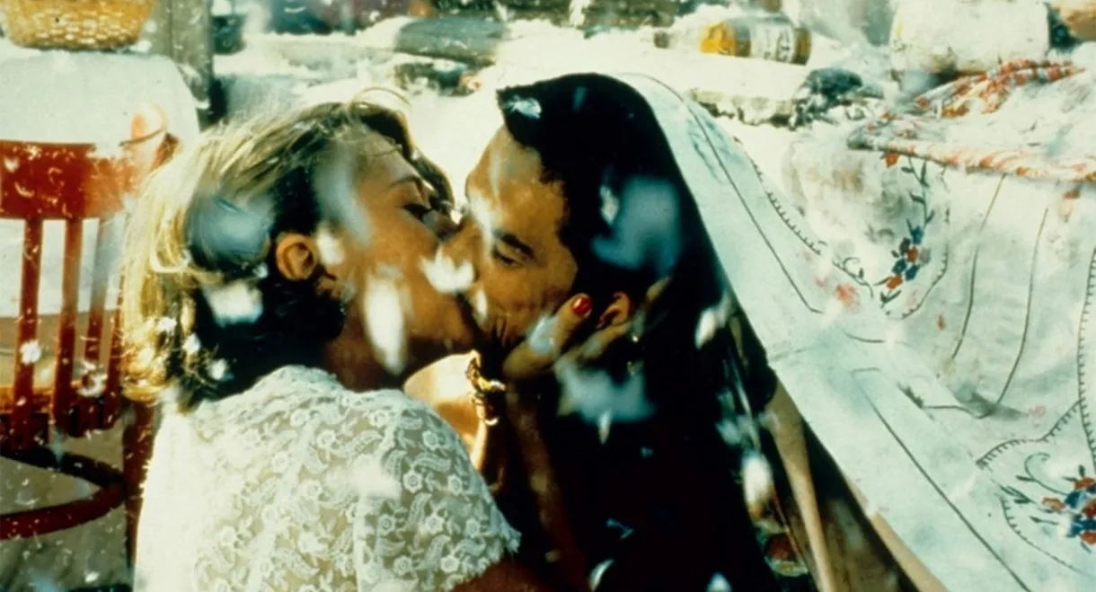 Black Cat, White Cat