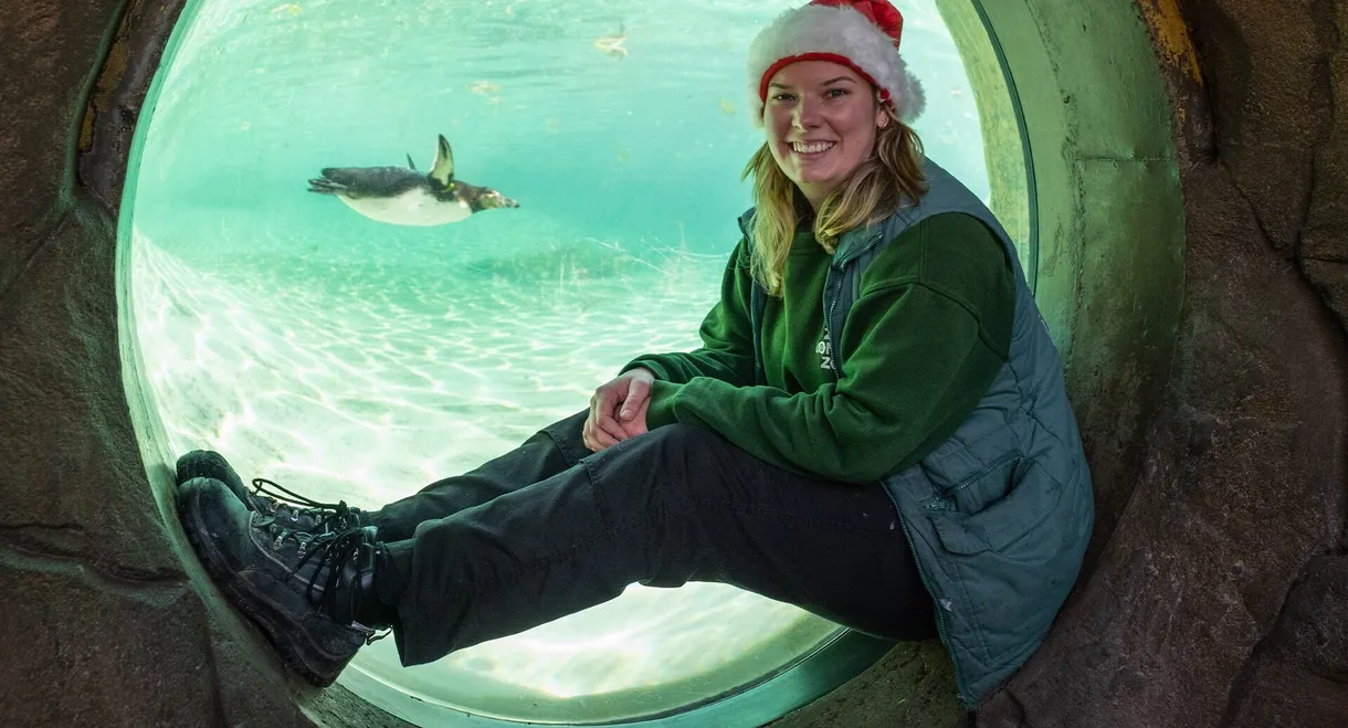 London Zoo at Christmas