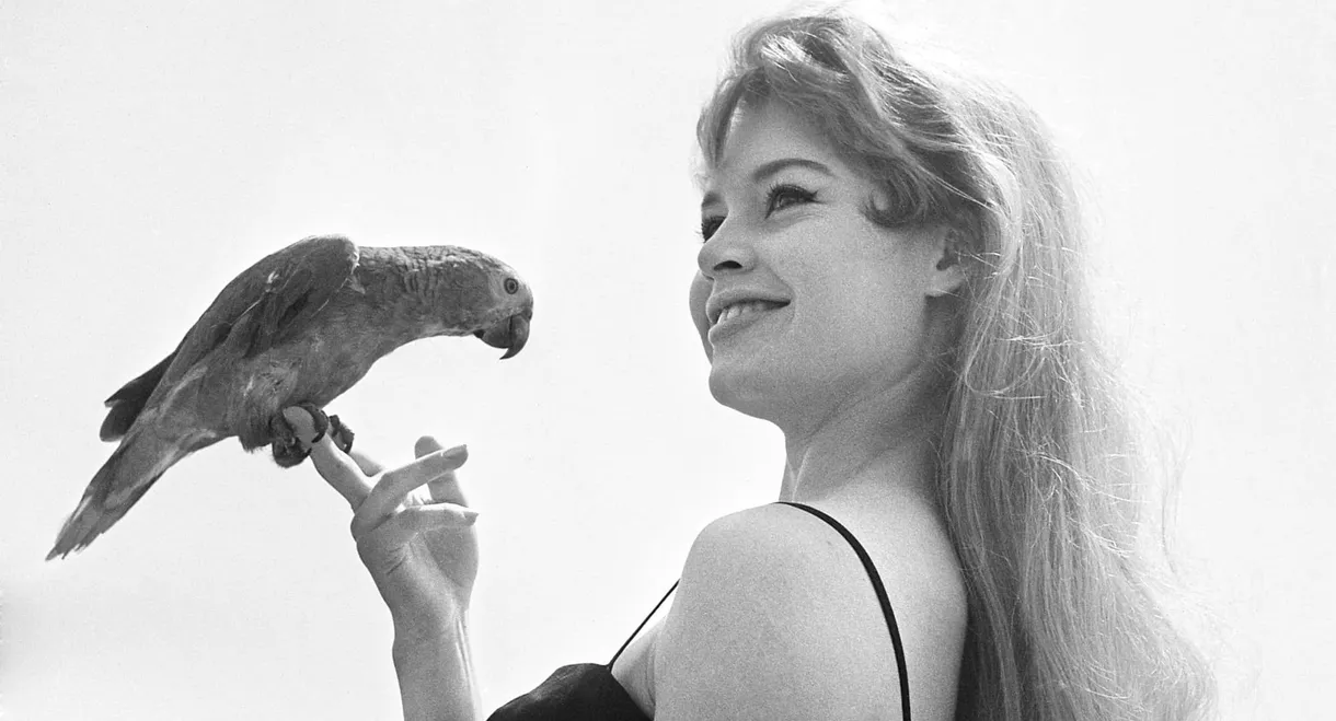 Heart of the Festival