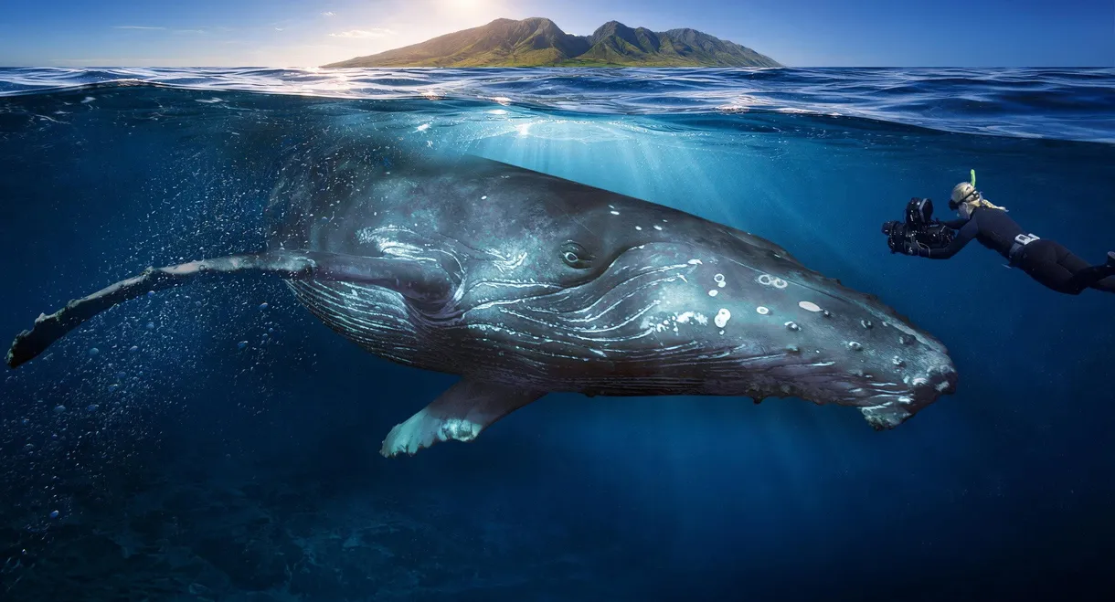 Among Humpback Whales