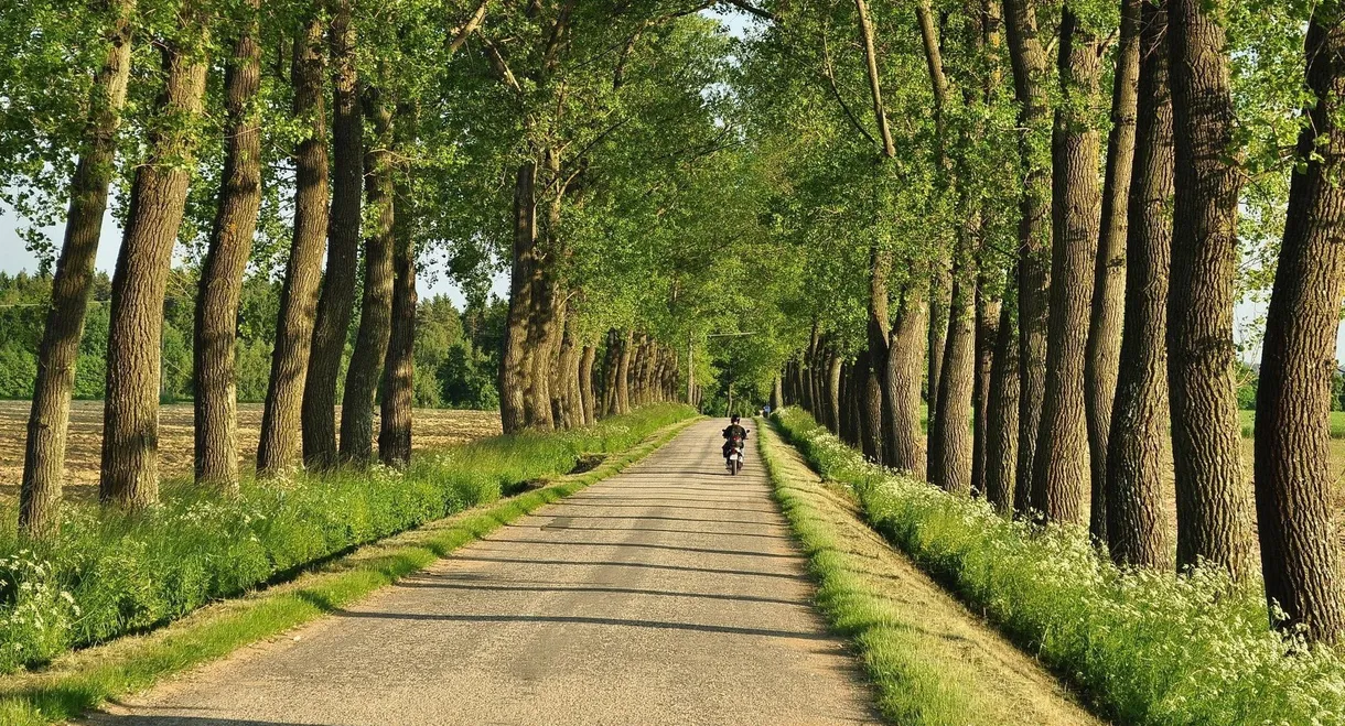 Aleje jako součást naší krajiny