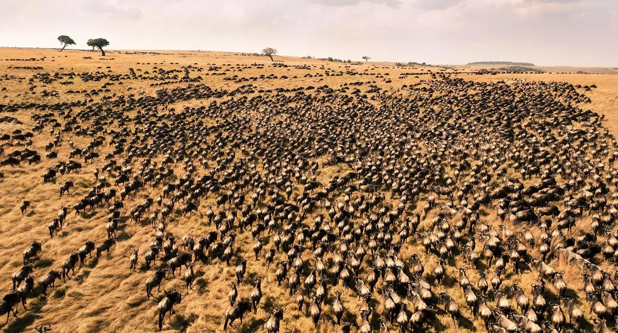 Running With The Beest