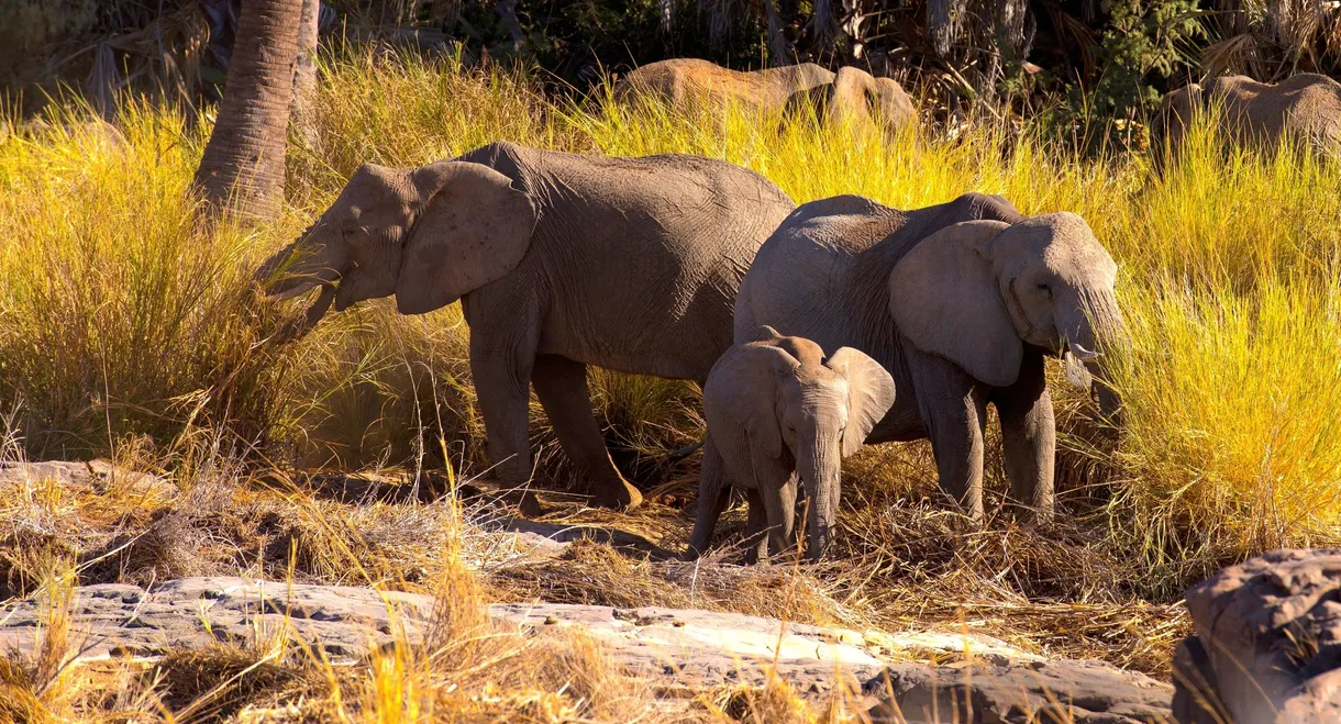 Namibia, Sanctuary of Giants