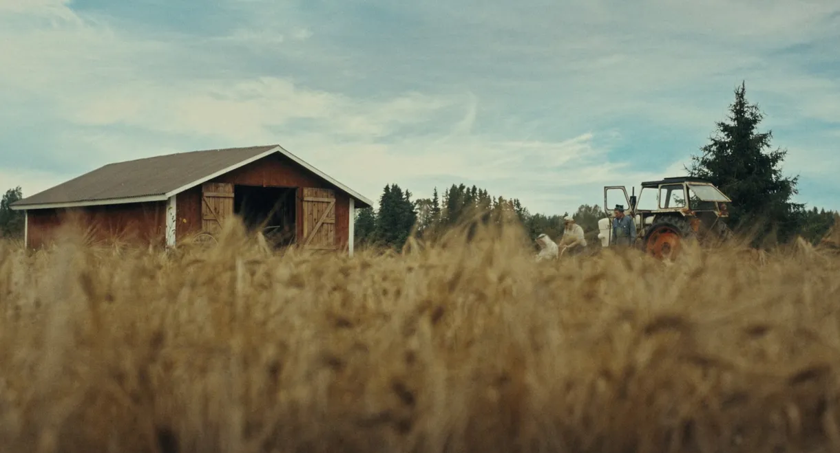 Timo: the Lord of Potato