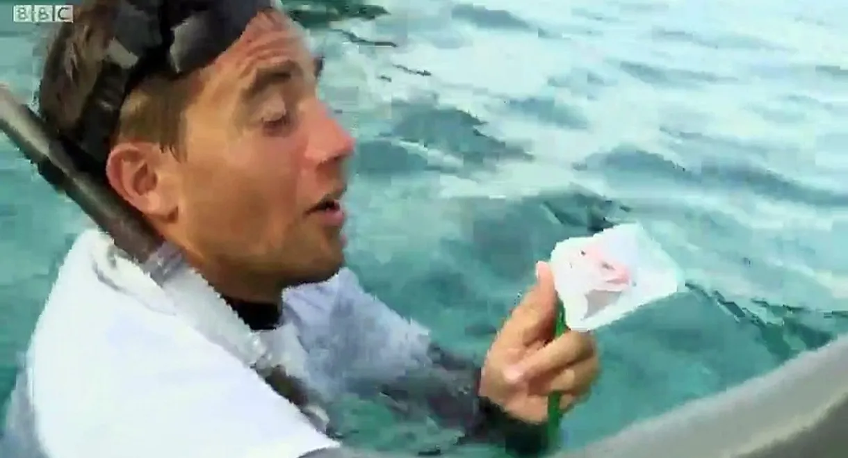 Shark: Beneath the Surface