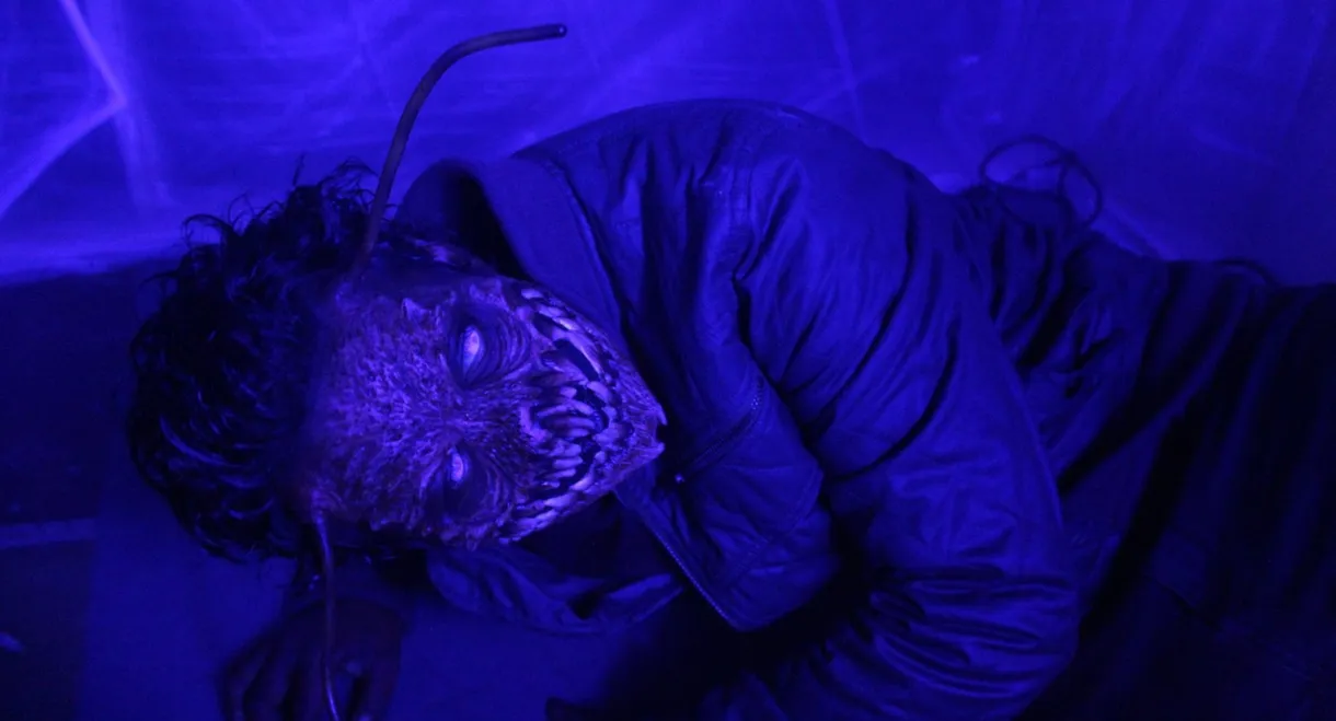 The Metamorphosis Experiment