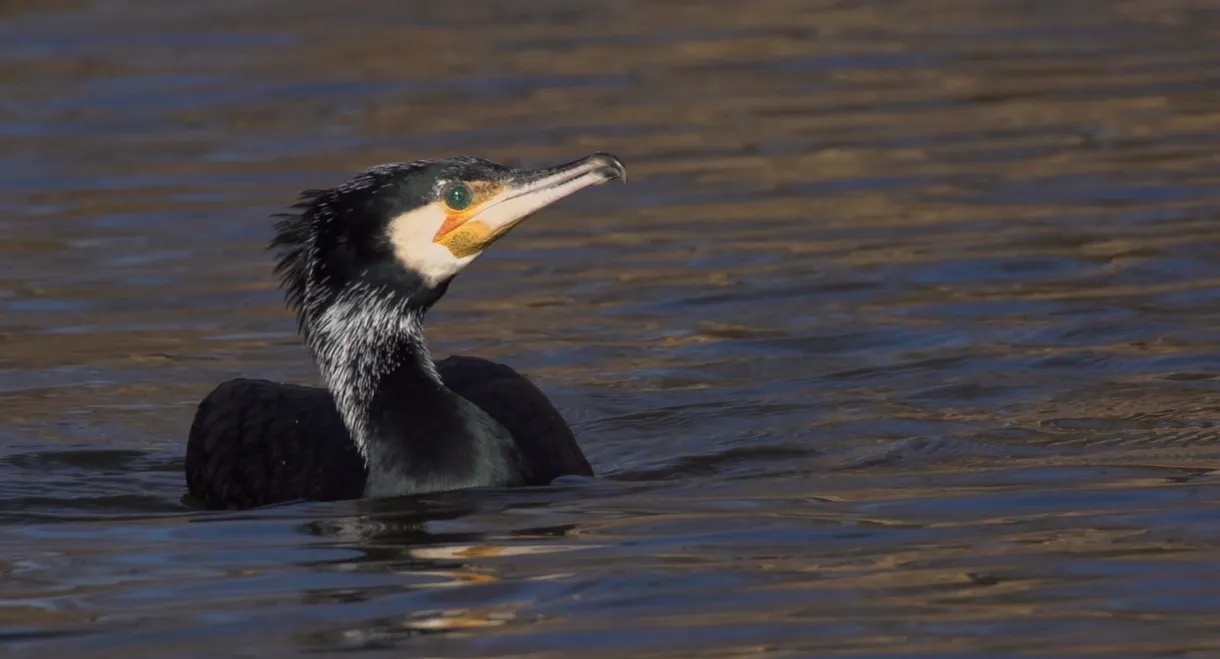 Szigetköz - The Inland Delta of the River Danube