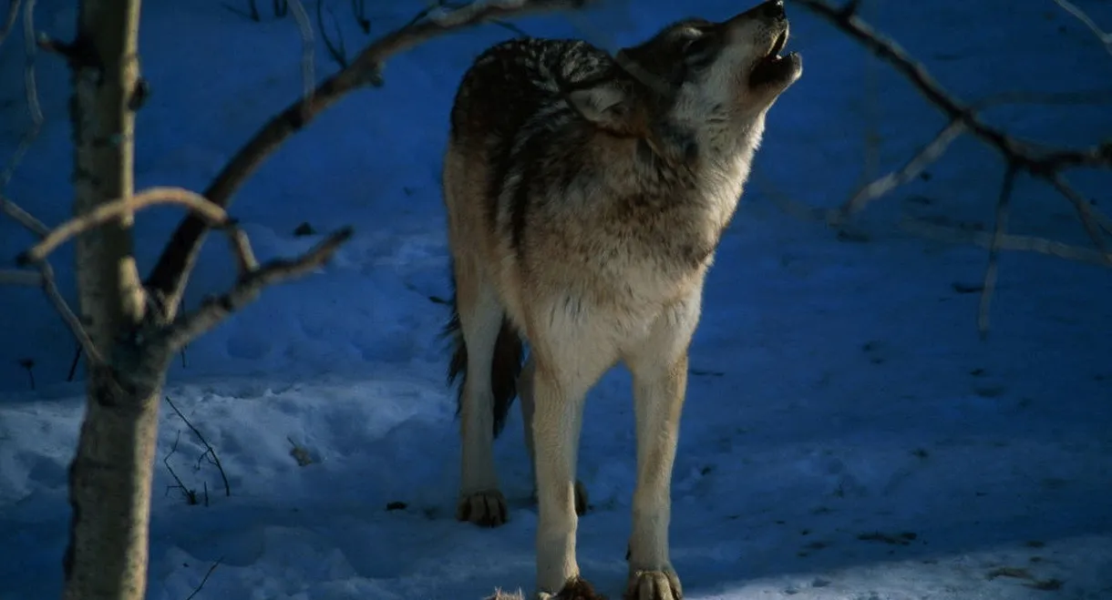 In the Valley of the Wolves