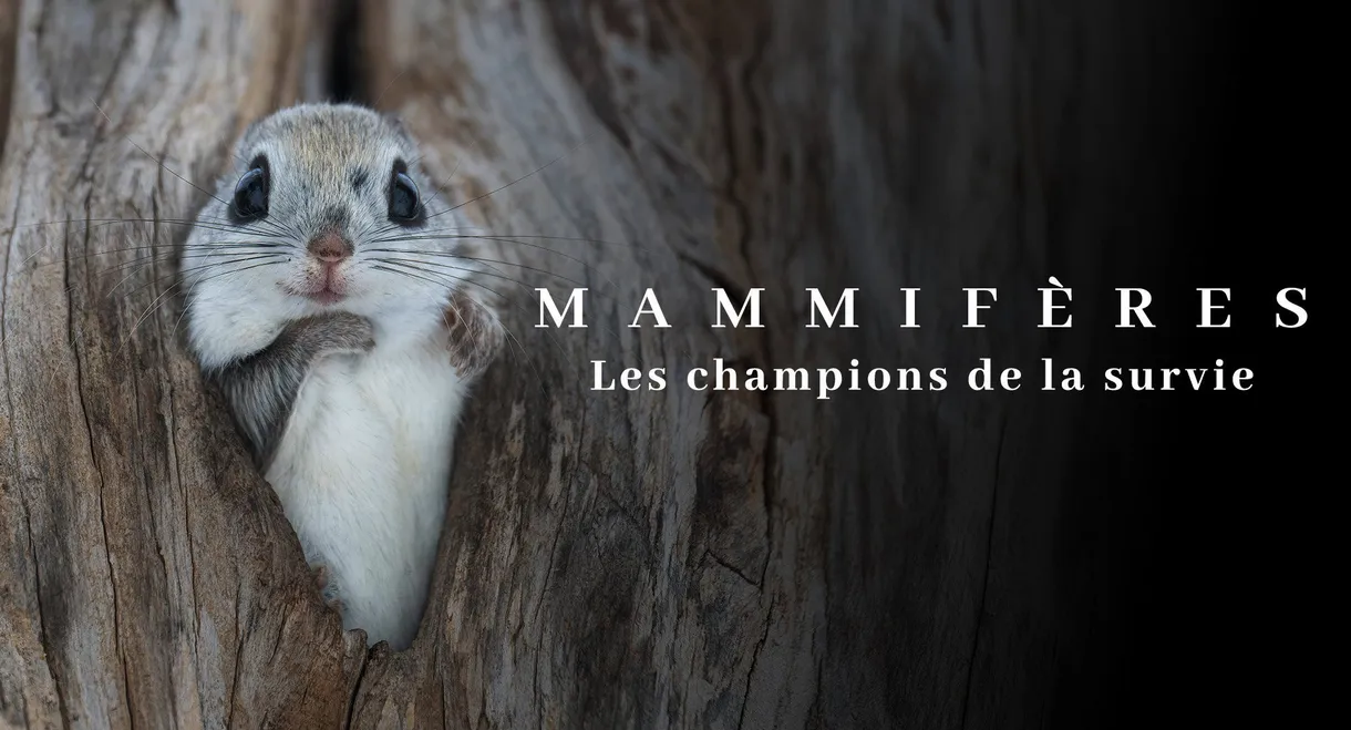Mammifères, les champions de la survie