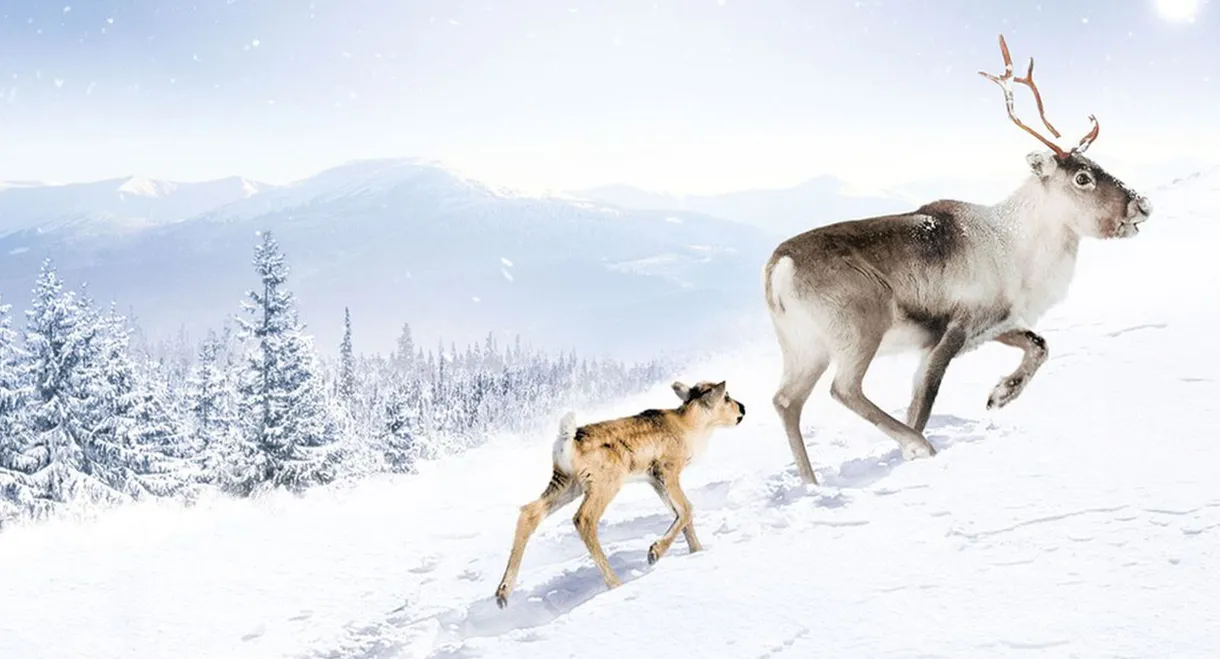 A Reindeer's Journey