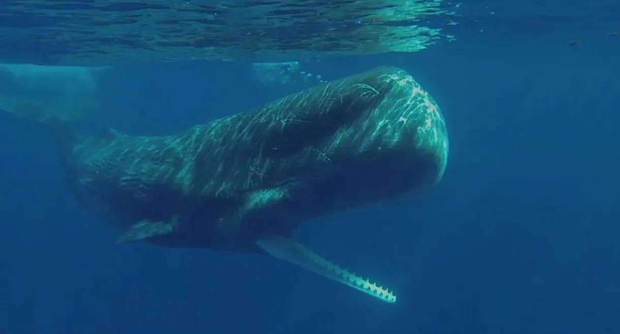 Le clan des cachalots