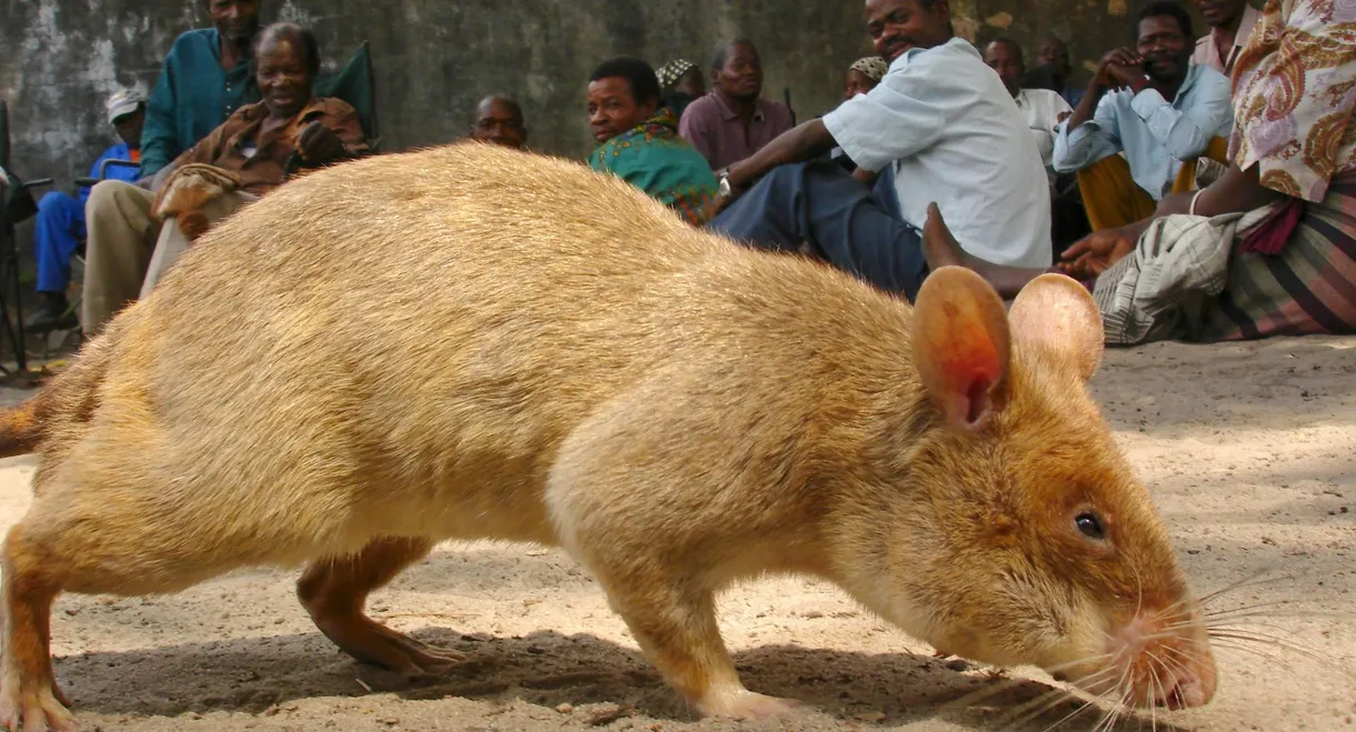 Detecting Danger: Africa's Giant Rats