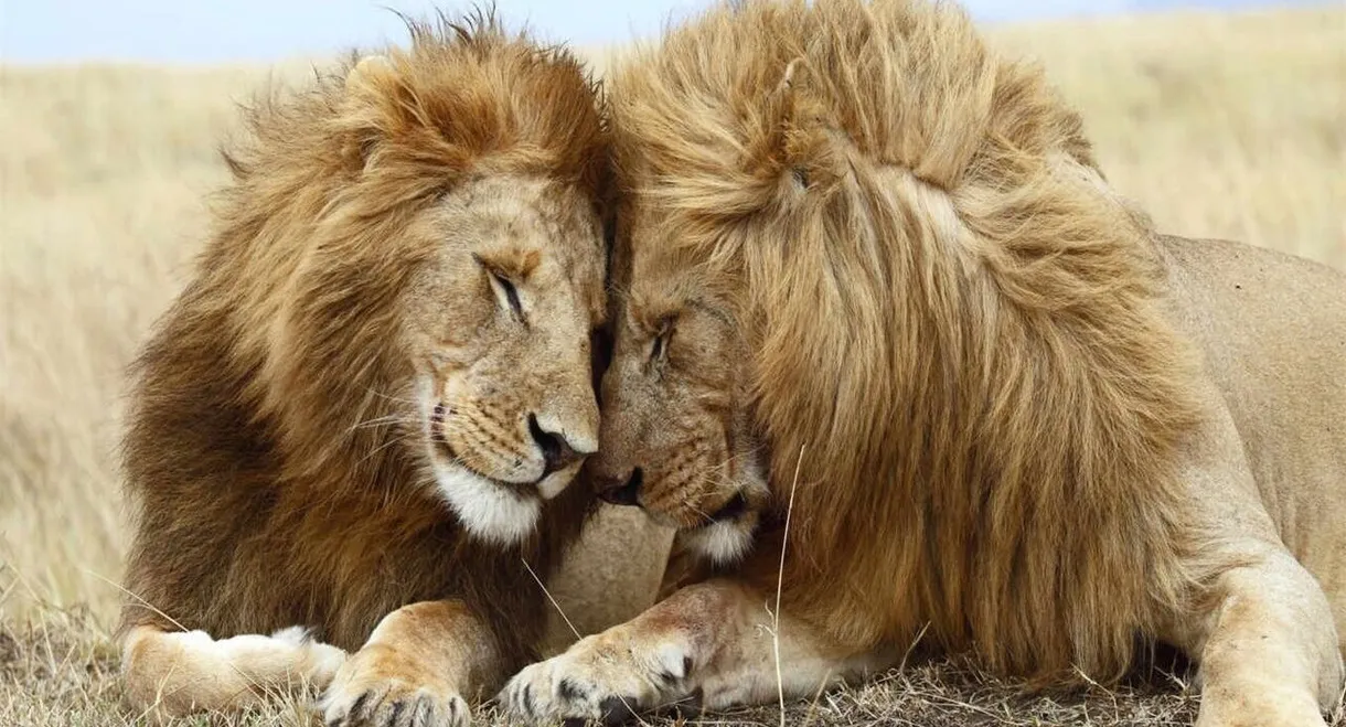 Second Nature: Gender and Sexuality in the Animal World