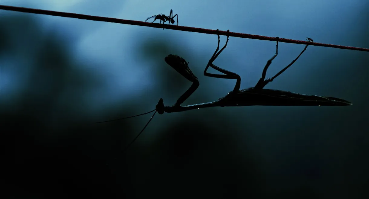 Insekten - Helden im Verborgenen