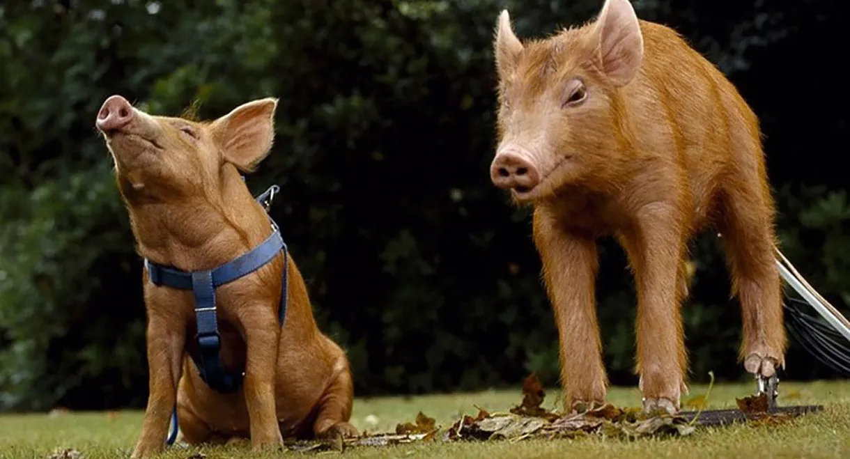 The Legend of the Tamworth Two