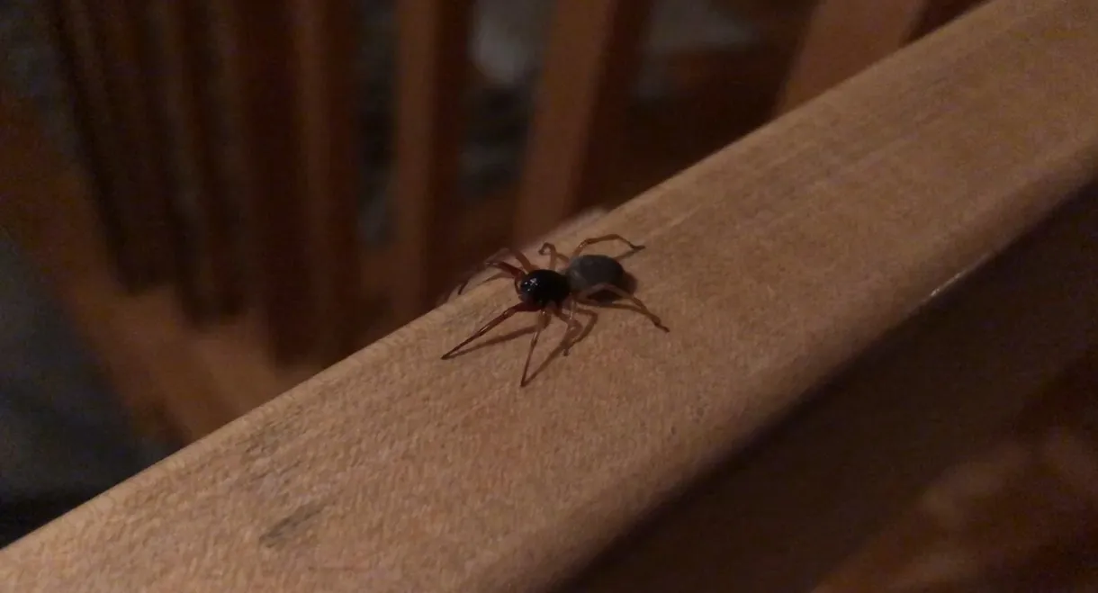 The Arachnophobe