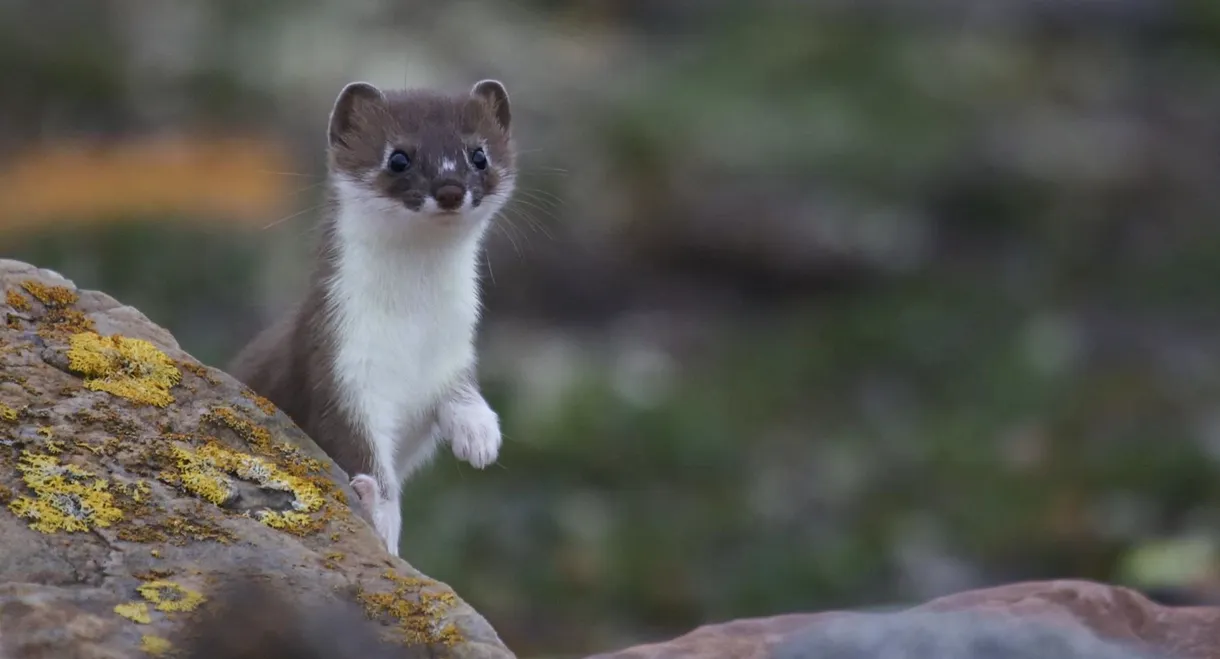 Weasels: Feisty and Fearless