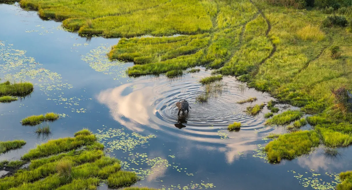 Okavango: A Flood of Life