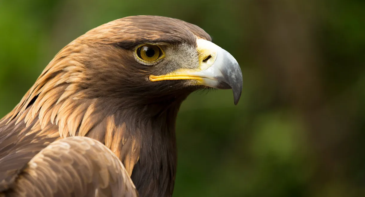 Eagle Power