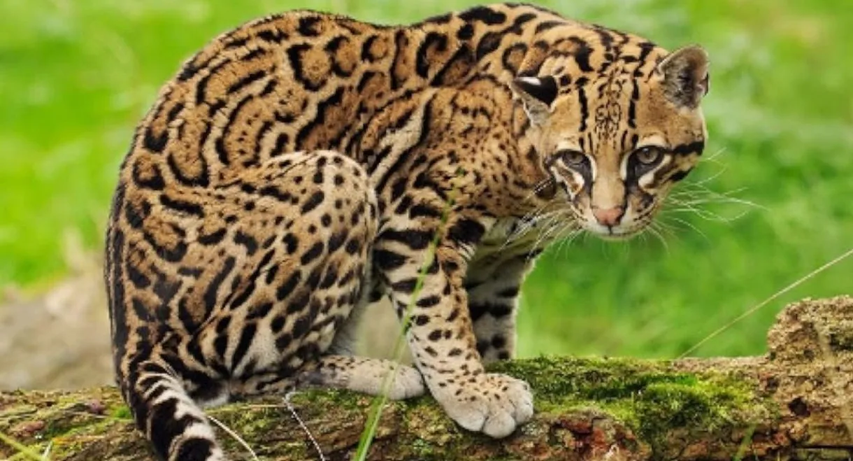 Joker, The Amiable Ocelot