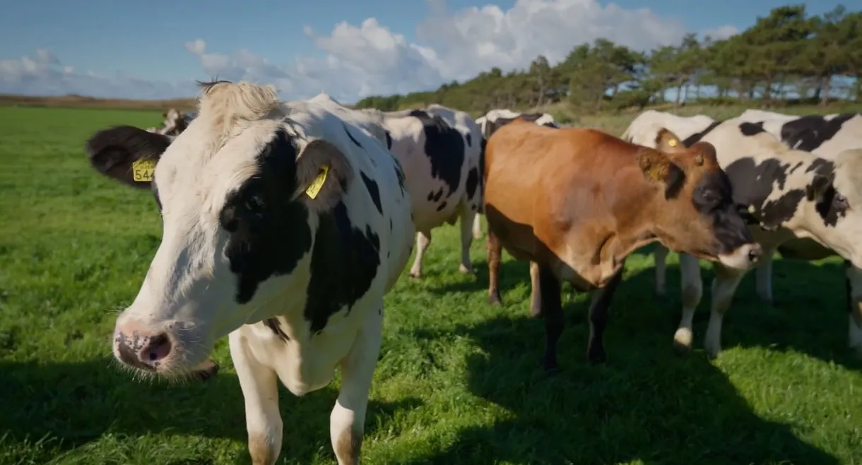 No Farmers No Food: Will You Eat the Bugs?