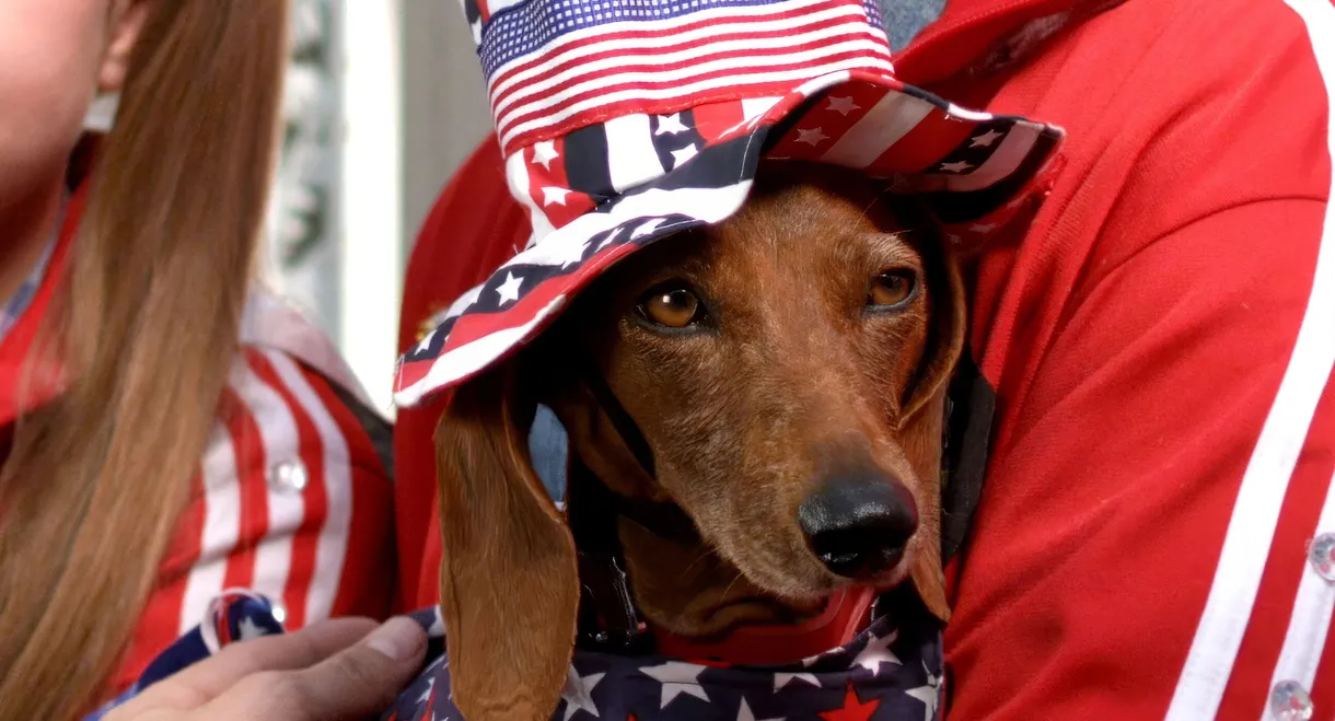 Wiener Dog Internationals