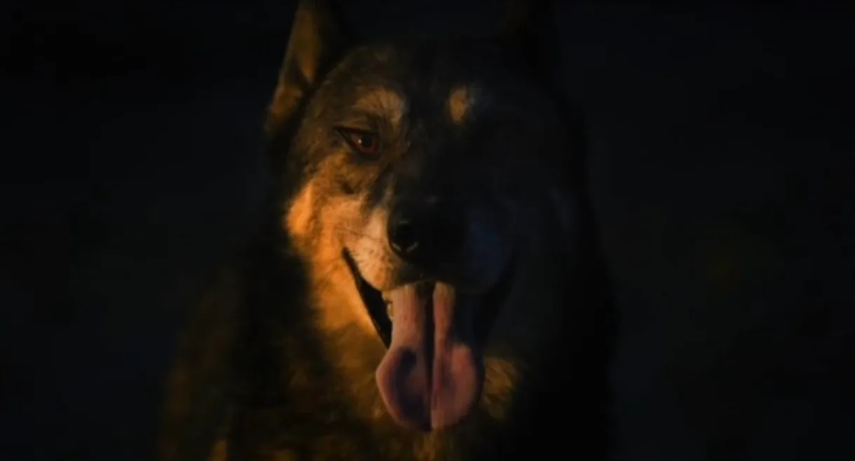 A Dog in my Flashlight