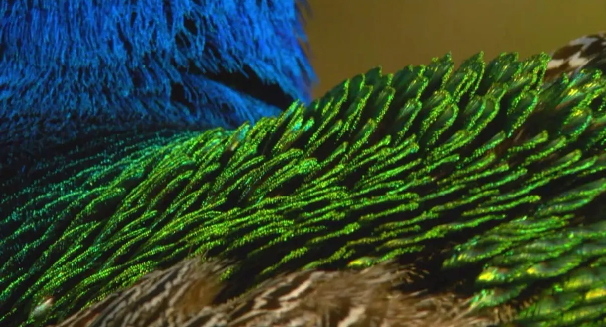 Die Kleiderordnung der Tiere - Wer trägt was und warum