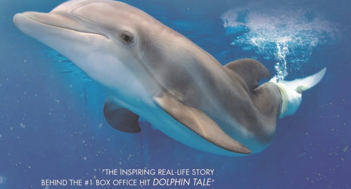 Winter, the Dolphin That Can