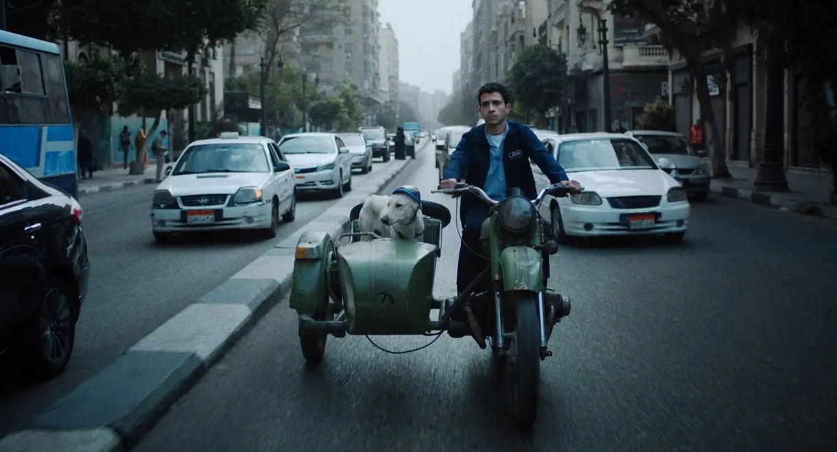 Seeking Haven for Mr. Rambo