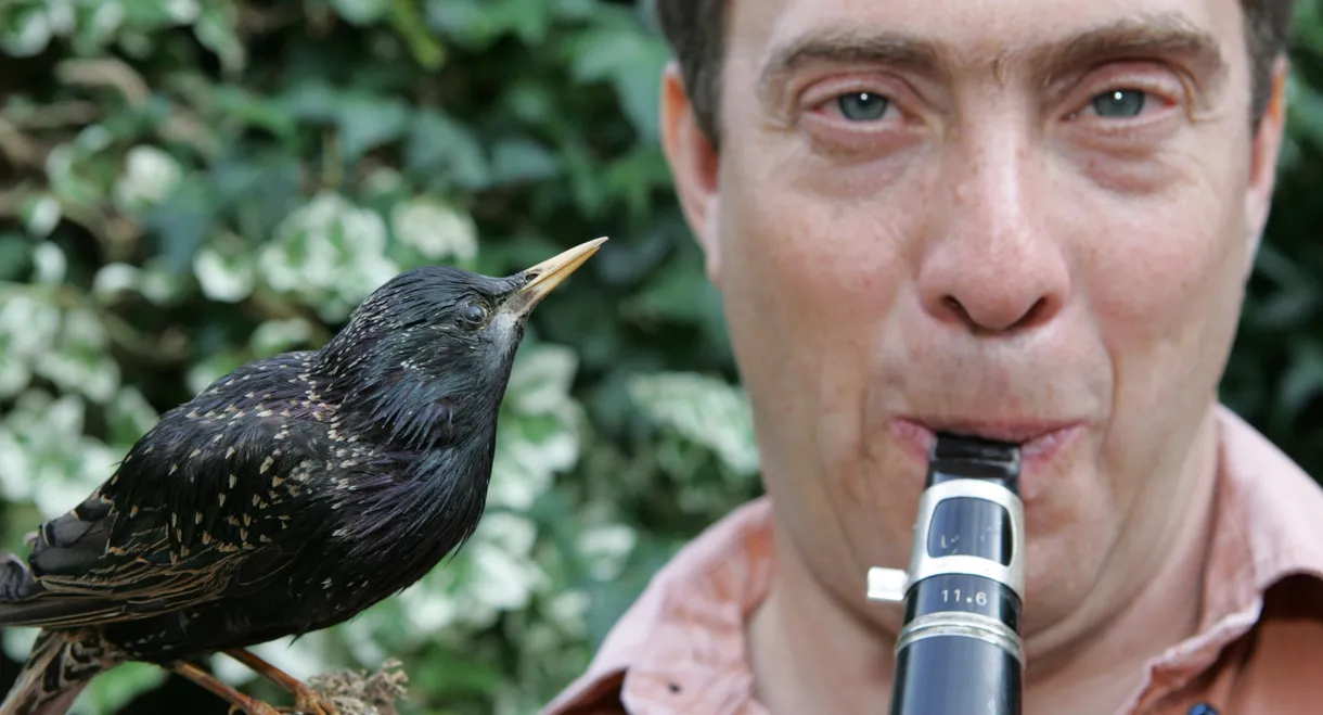 Why Birds Sing