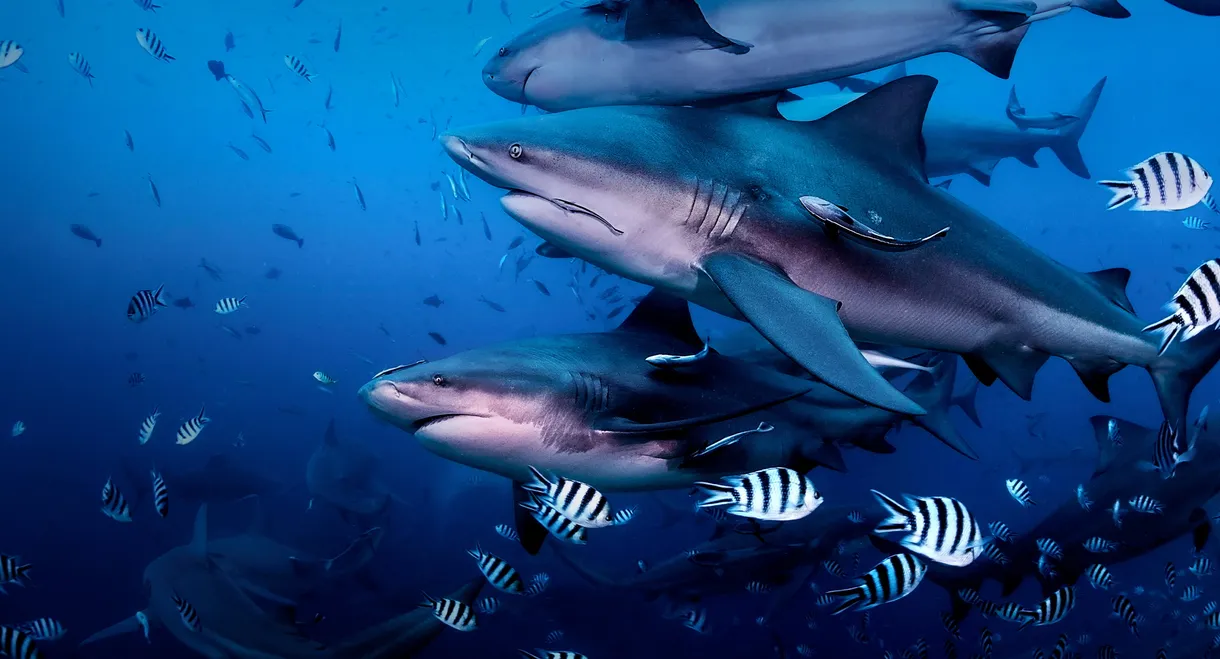 Return to Shark Island