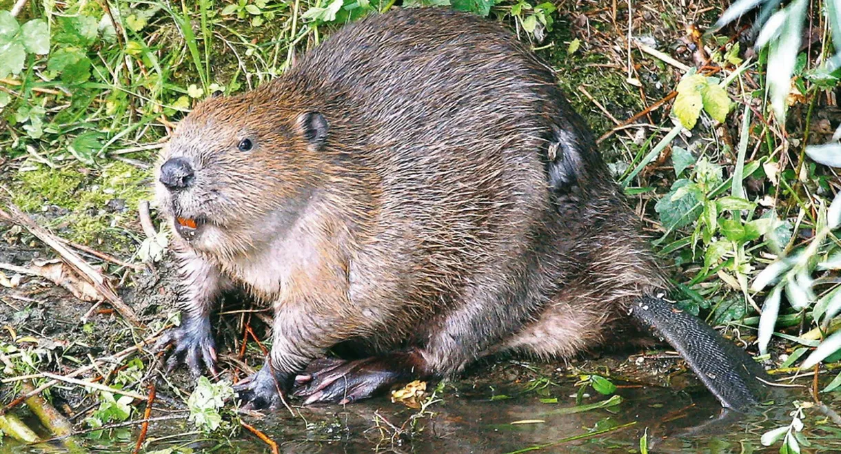 Die Rückkehr der Biber: Wilde Baumeister