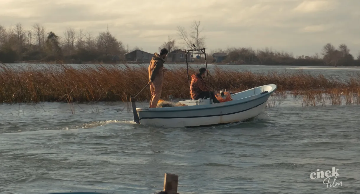 Cıva Burnu "Turkuaz"