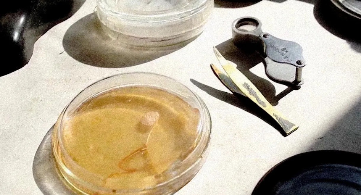 Penicillin: A Medical Revolution