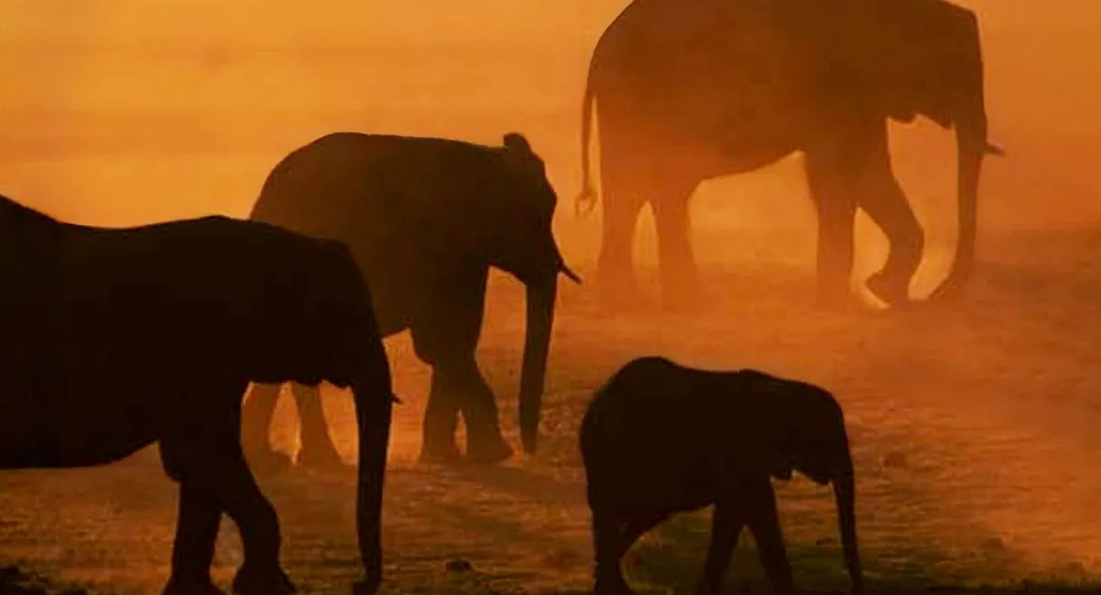 Disneynature: Migration