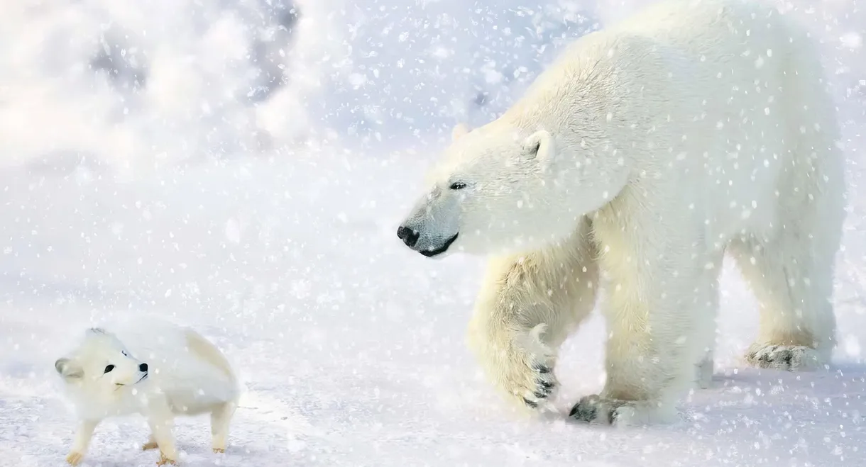 The Great Polar Bear Adventure