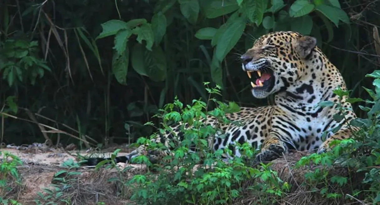Yaguareté, la última frontera