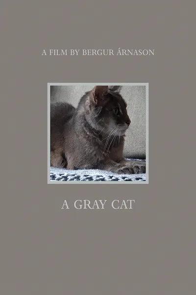 A Gray Cat