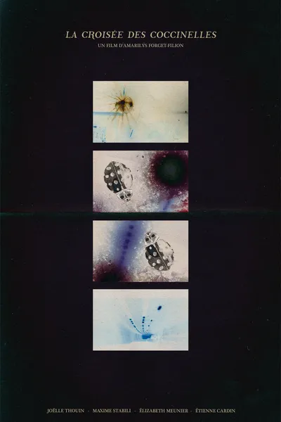 The ladybug crossroads