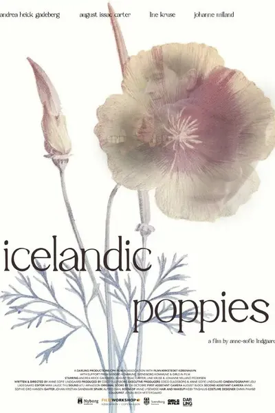 Icelandic Poppies