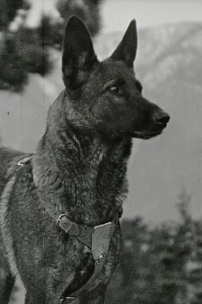 Klondike the Dog
