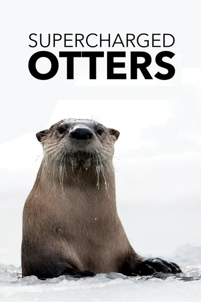 Supercharged Otters